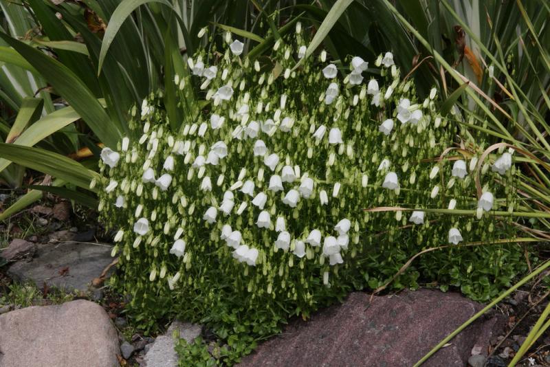 image_3 Campanula Cochlearifolia Advance alba (1310)